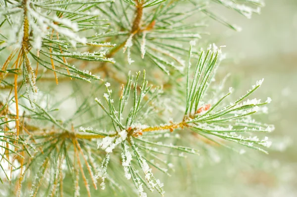 Neve em ramos de pinheiro — Fotografia de Stock