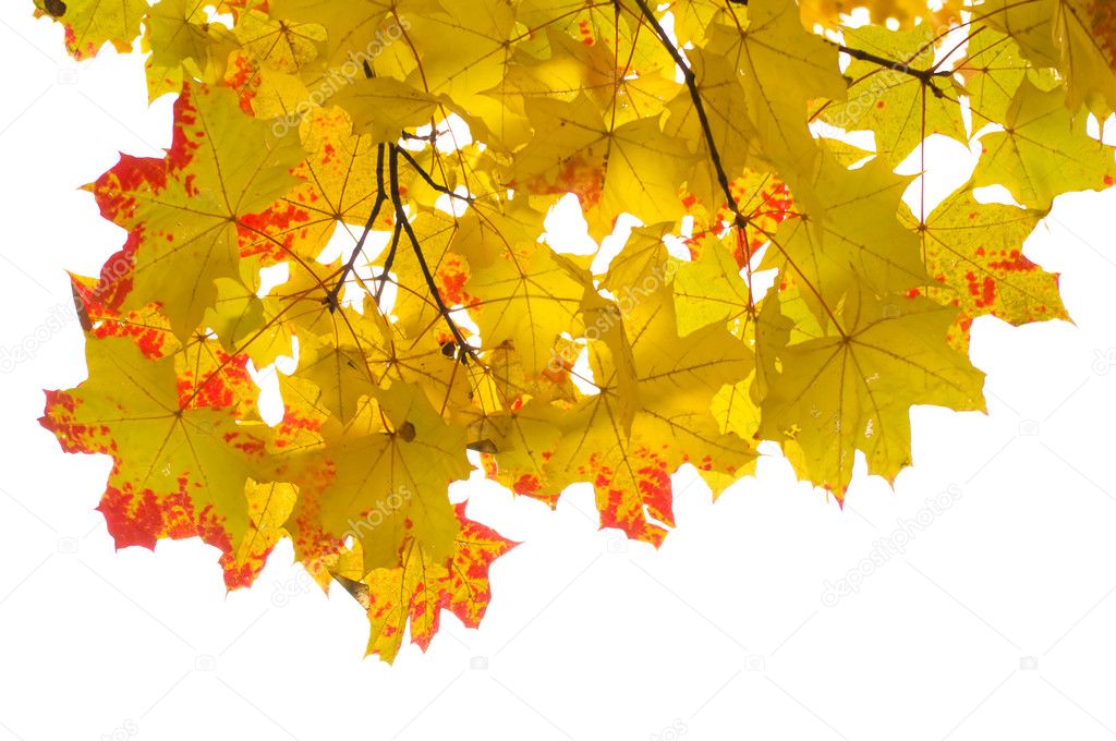 Autumn maple on white background