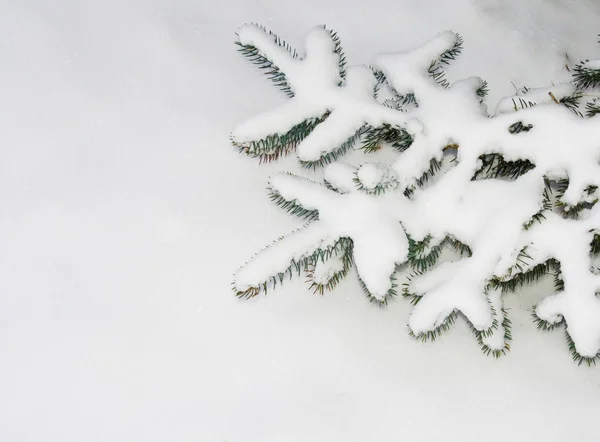 Päls Trädgren Snow — Stockfoto