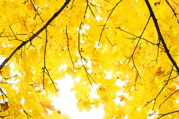 黄叶子的枫树 — 图库照片