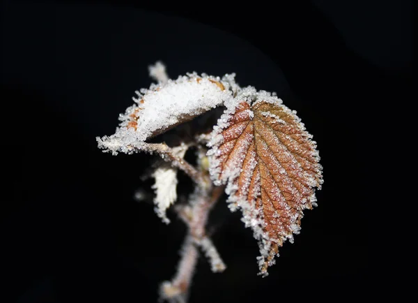 在一片叶子上的白霜 — 图库照片