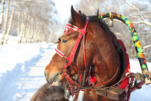 stock image Horse in a beautiful celebratory team for driving in the winter in sledge