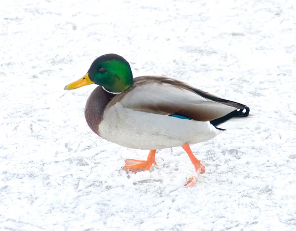 Ördek yürümek — Stok fotoğraf