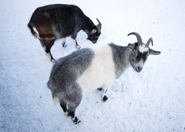 Due capre — Foto Stock