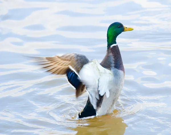 stock image Duck