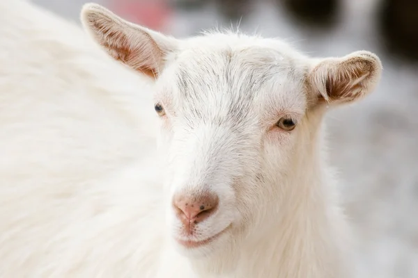 She-goat — Stock Photo, Image