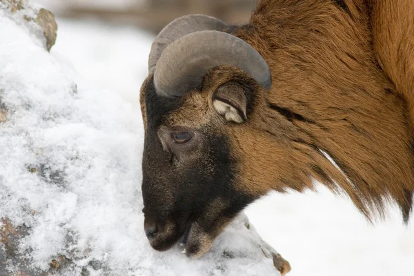 Bighorn sheep — Stock Photo, Image