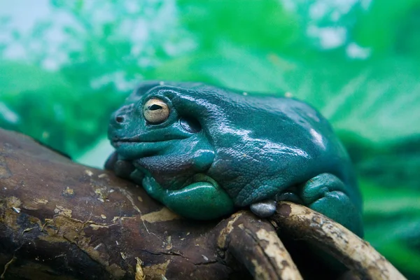 stock image Toad