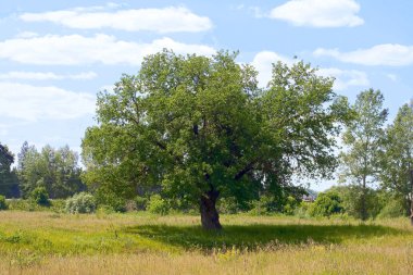 Açık mavi gökyüzünün altındaki buğday tarlasında yapayalnız bir ağaç manzarası