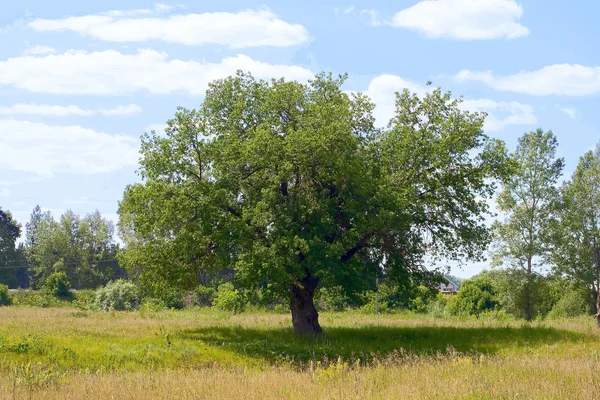 Tájkép egy magányos fával a búzamezőn, tiszta kék ég alatt — Stock Fotó