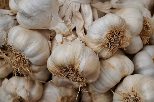 stock image Garlic