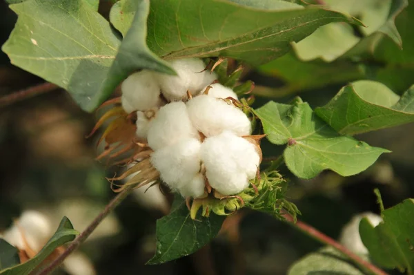 Cotton buds — Stock Photo, Image