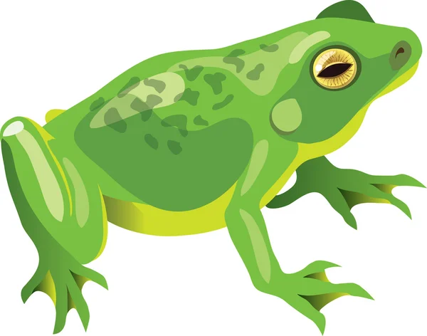 绿色的青蛙クリスタルと時計します。 — 图库矢量图片