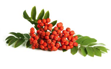 Rowan berry (mountain ash) clipart