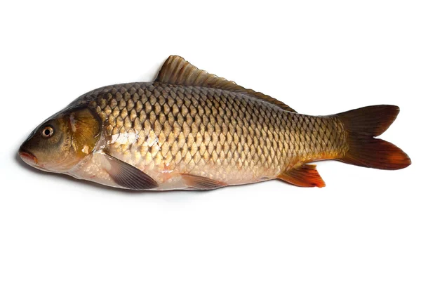 Ikan (ikan mas ) — Stok Foto