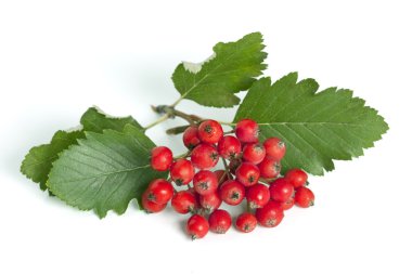 Hawthorn (Crataegus; thornapple) brunch with berries on a white background clipart