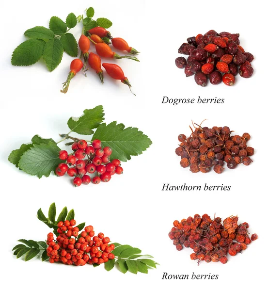 Hagtorn, rowan berry, dogrose — Stockfoto