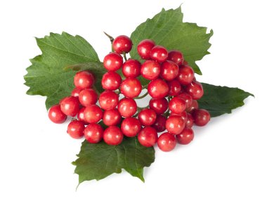 Arrowwood (Viburnum; snowball) branch with berries on a white background clipart