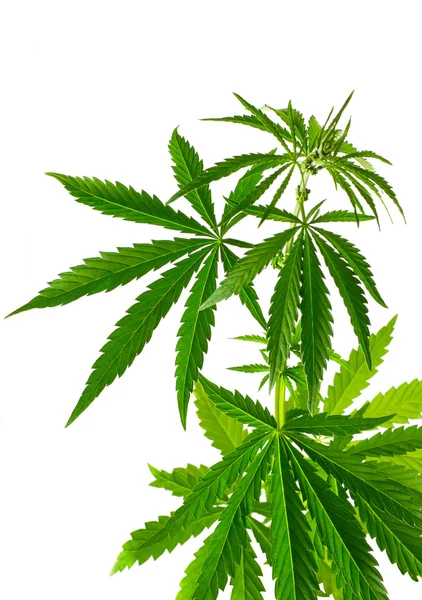 Plante Cannabis Isolée Sur Fond Blanc — Photo