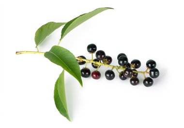 Bird cherry branch with berries isolated on a white background clipart