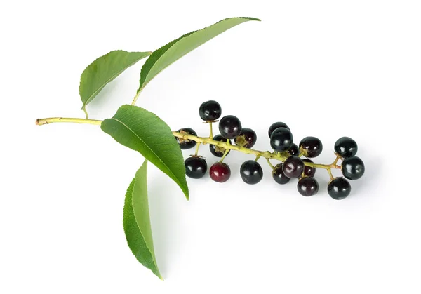 Bird Cherry Branch Berries Isolated White Background — Stock Photo, Image