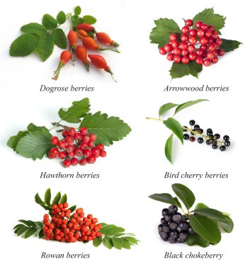 Set from berries: dogrose ( Rosa canina, rosehip), hawthorn (Crataegus; thornapple), rowan berry (mountain ash, Sorbus aucuparia), arrowwood (Viburnum; snowball clipart