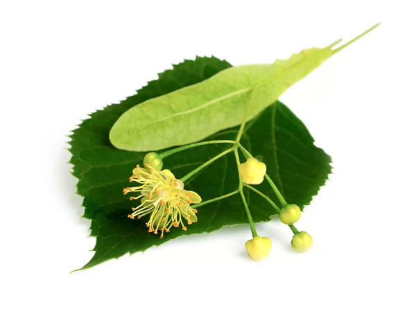 Linden Leaf Flowers — Stock Photo, Image