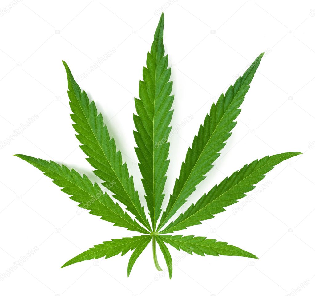 Cannabis leaf — Stock Photo © Ziablik #4853027