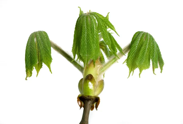 Horse chestnut buds and yong leaves in spring — Stock Photo, Image