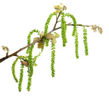 Spring white poplar branch isolated on white clipart