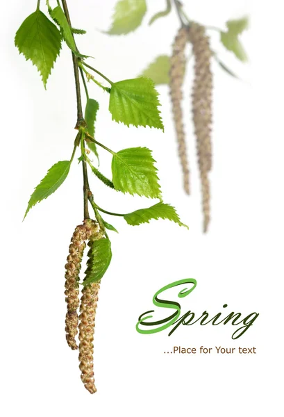 Vidoeiro de primavera — Fotografia de Stock