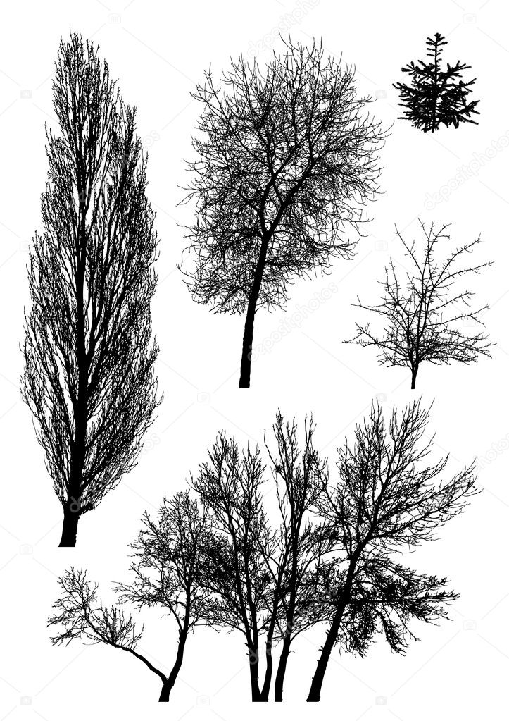 Silhouettes of trees vector