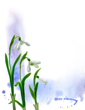 Snowdrops illustration clipart