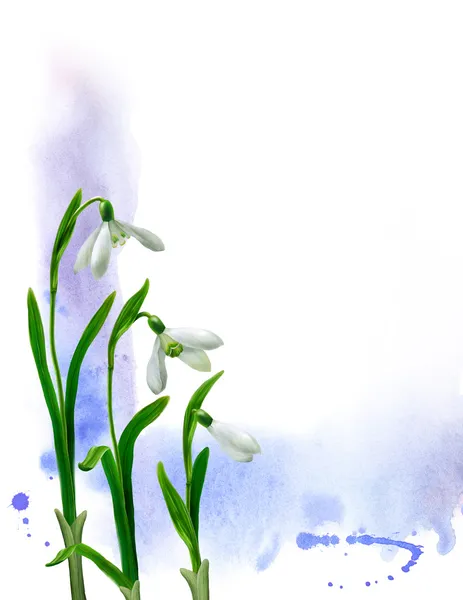 Snowdrops illustration — Stock Photo, Image