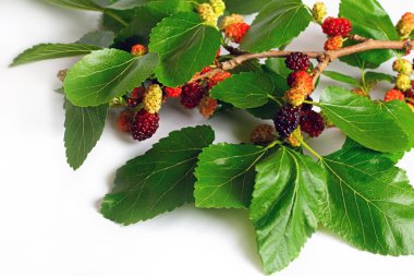 Mulberry branch clipart