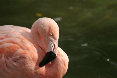 pembe flamingo suyun önünde