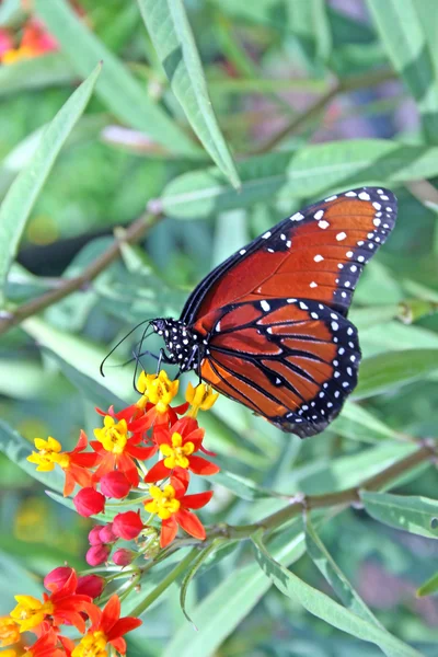 Bir Çiçek Üzerinde Oturan Hükümdar Kelebek — Stok fotoğraf