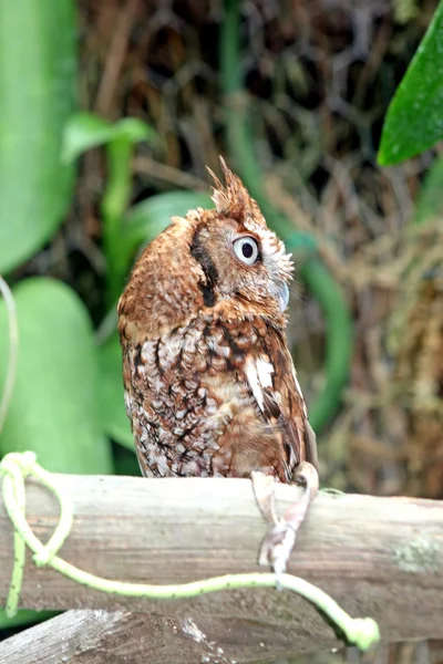 Owl Sitting Branch Looking — Stock Photo, Image