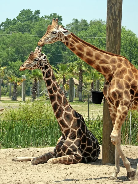 在大的野生动物园两只长颈鹿 — 图库照片