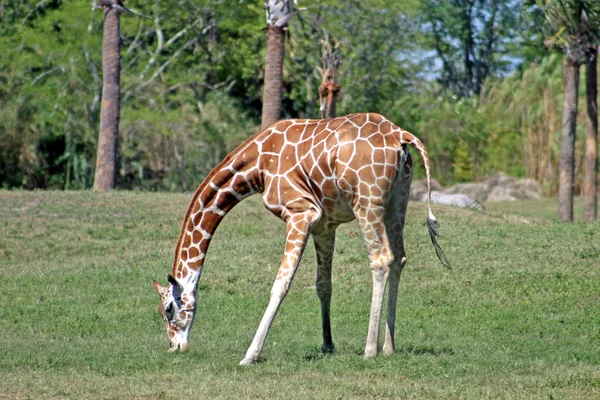 Uma Girafa Comendo Grama Parque Safári — Fotografia de Stock