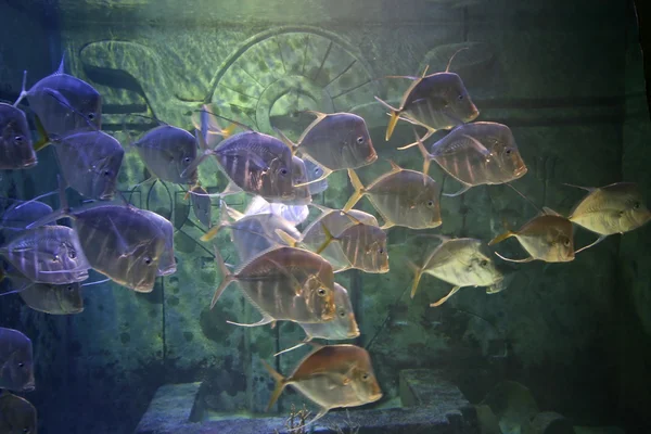 Swimming Fish — Stock Photo, Image