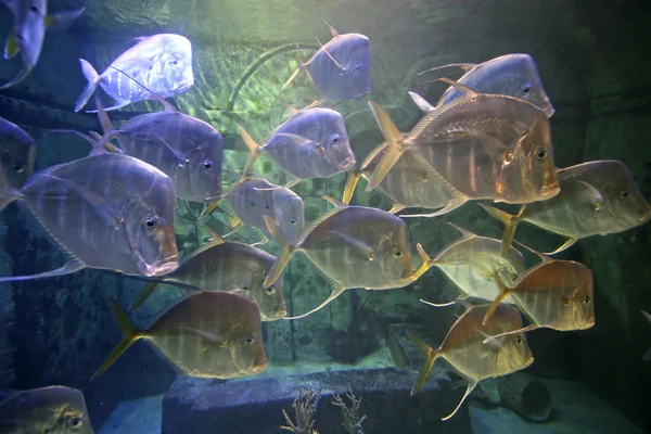 Een Heleboel Vis Zwemmen Een Tank — Stockfoto
