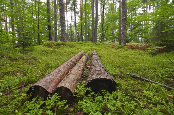 Abgestorbene Bäume im Wald — Stockfoto