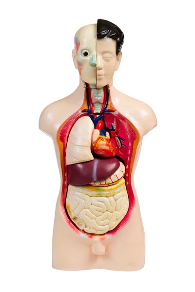 stock image Human anatomy model