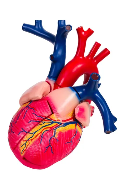 Serce człowieka, model anatomiczny — Zdjęcie stockowe