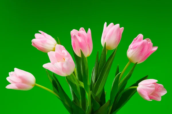 Różowe tulipany na zielonym tle — Zdjęcie stockowe