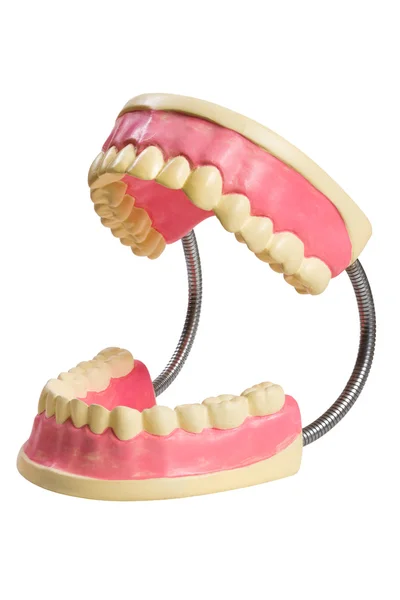 白で隔離され 歯科医のサンプル歯の顎 — ストック写真
