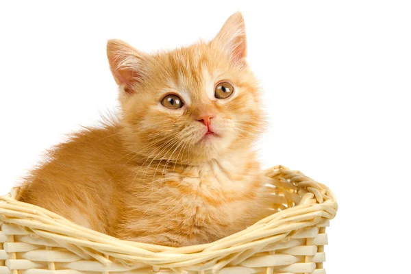 stock image Cute red kitten in basket on white