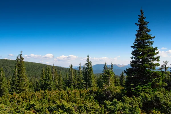 モミの木と青い空で覆われた山々 — ストック写真