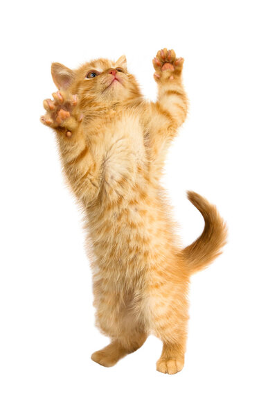 Red kitty stands on her hind legs